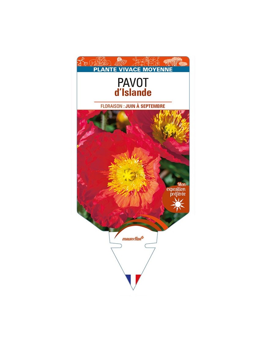 PAPAVER nudicaule voir PAVOT d’Islande (rouge)