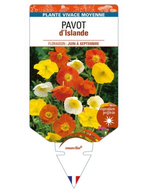 PAPAVER nudicaule voir PAVOT d’Islande (varié)