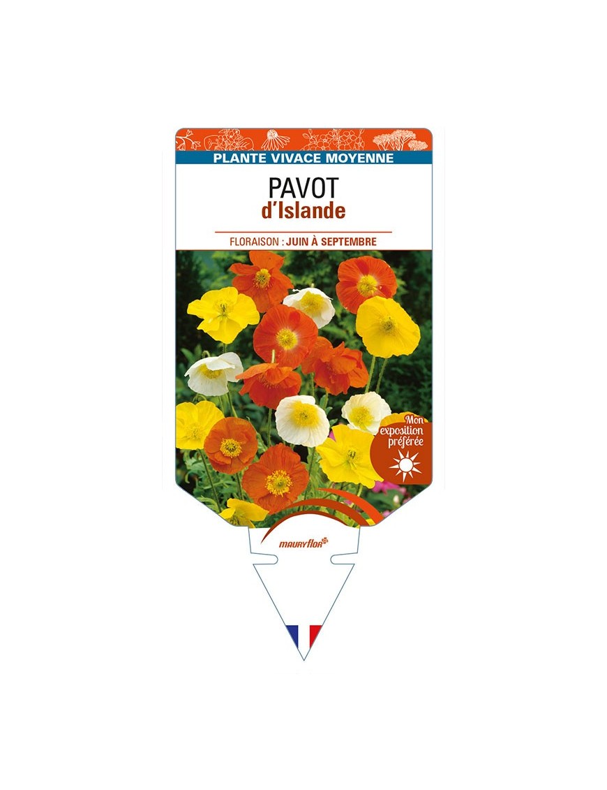 PAPAVER nudicaule voir PAVOT d’Islande (varié)