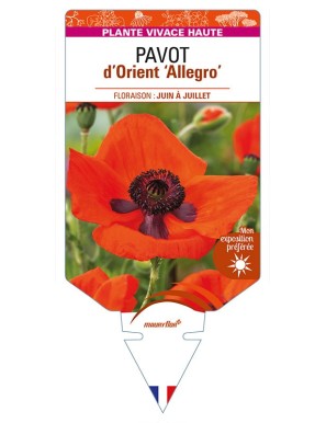 PAPAVER orientale 'Allegro' voir PAVOT d’Orient