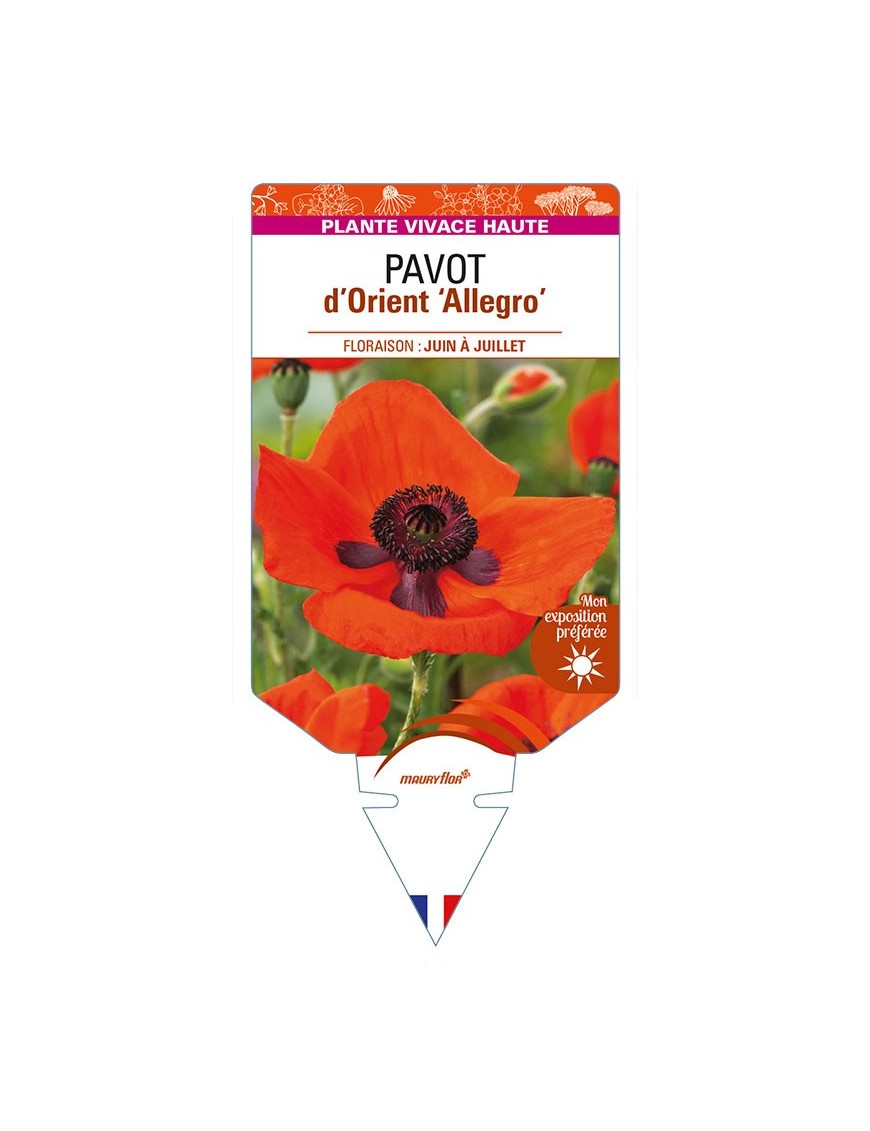 PAPAVER orientale 'Allegro' voir PAVOT d’Orient