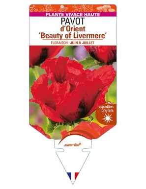 PAPAVER orientale 'Beauty of Livermere' voir PAVOT d’Orient