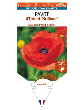 PAPAVER orientale 'Brilliant' voir PAVOT d’Orient