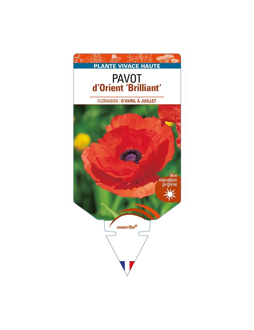 PAPAVER orientale 'Brilliant' voir PAVOT d’Orient