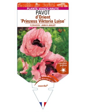 PAPAVER orientale ‘Prinzess Viktoria Luise’ voir PAVOT d’Orient