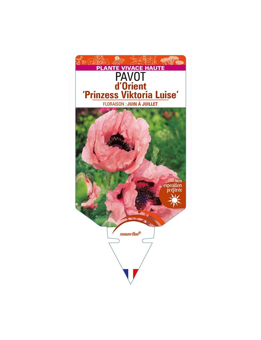 PAPAVER orientale ‘Prinzess Viktoria Luise’ voir PAVOT d’Orient