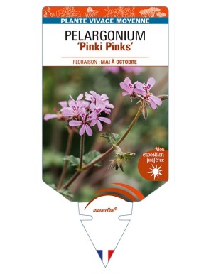 PELARGONIUM 'Pinki Pinks'