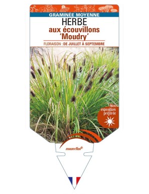 PENNISETUM alopecuroides ‘Moudry’ voir HERBE aux écouvillons