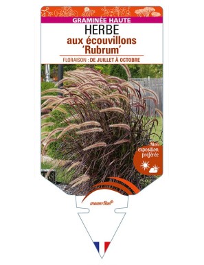 PENNISETUM setaceum ‘Rubrum’ voir HERBE aux écouvillons