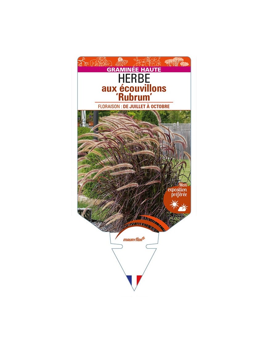 PENNISETUM setaceum ‘Rubrum’ voir HERBE aux écouvillons