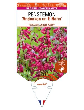 PENSTEMON 'Andenken an F. Hahn'