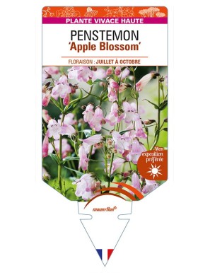 PENSTEMON 'Apple Blossom'