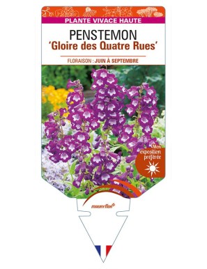 PENSTEMON 'Gloire des Quatre Rues'