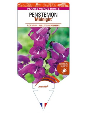 PENSTEMON 'Midnight'