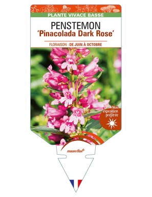 PENSTEMON 'Pinacolada Dark Rose'