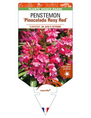 PENSTEMON 'Pinacolada Rosy Red'