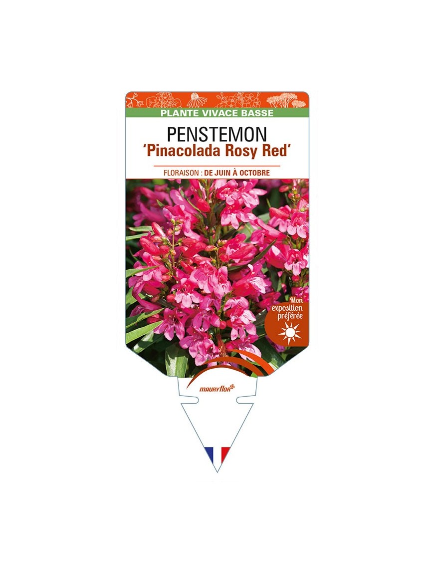 PENSTEMON 'Pinacolada Rosy Red'