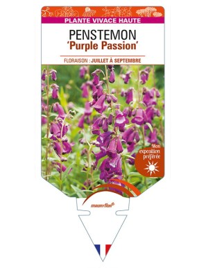 PENSTEMON 'Purple Passion'