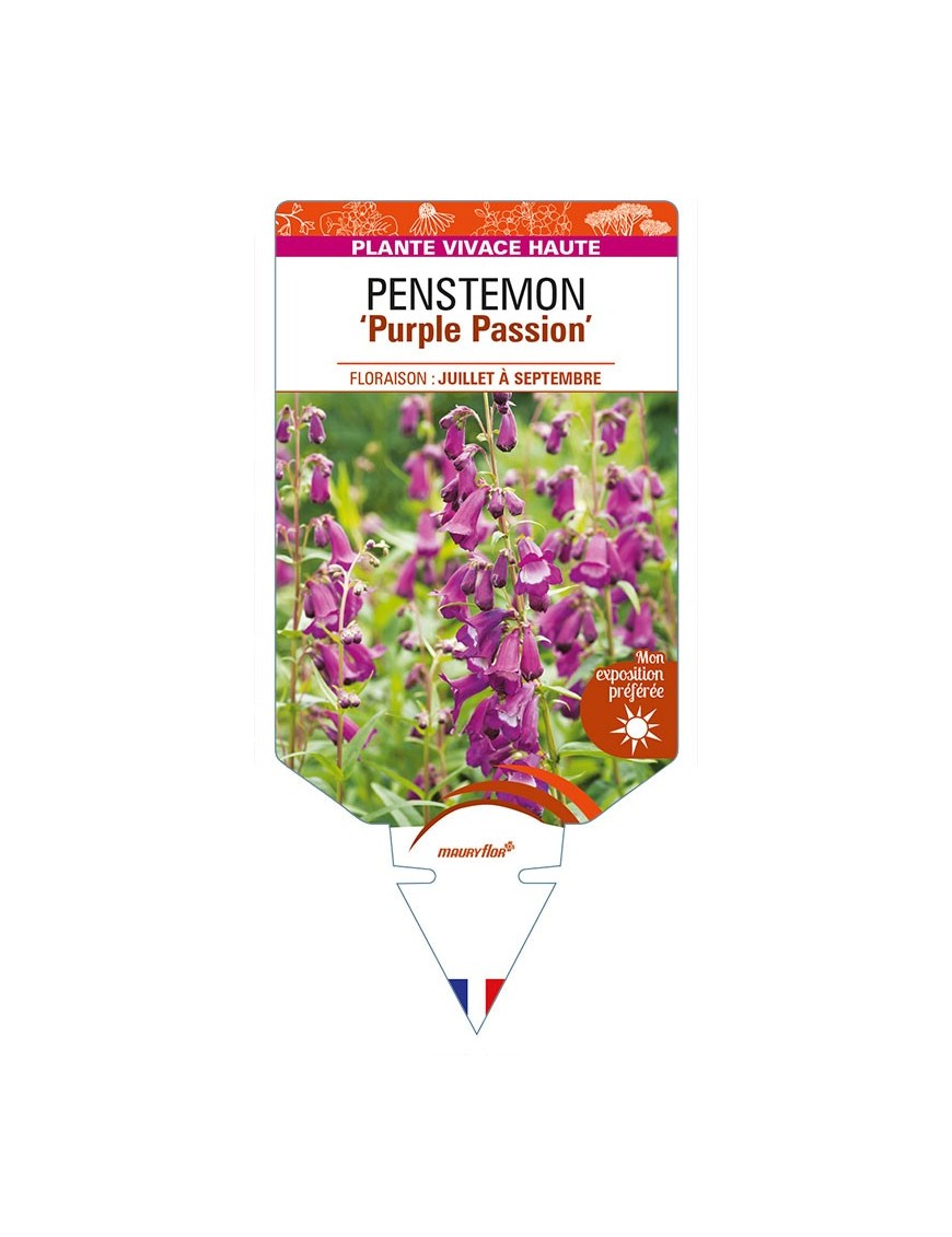 PENSTEMON 'Purple Passion'