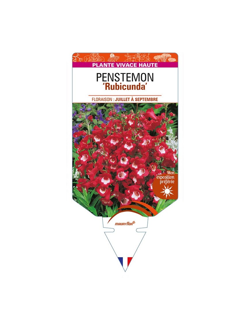 PENSTEMON 'Rubicunda'