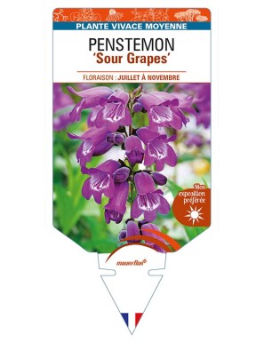 PENSTEMON 'Sour Grapes'