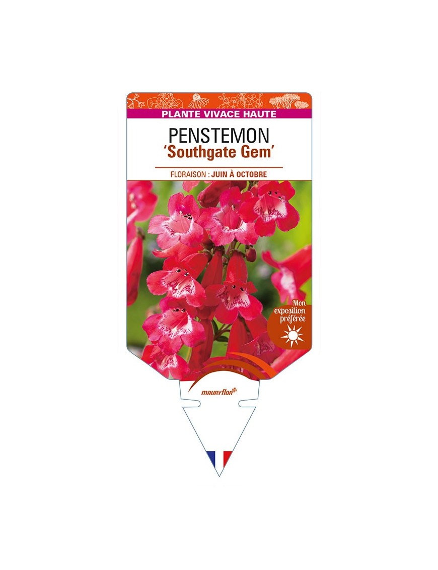 PENSTEMON 'Southgate Gem'