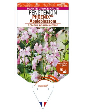 PENSTEMON (hartwegii)  PHOENIXTM Appleblossom