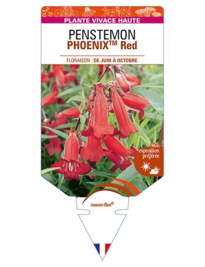 PENSTEMON (hartwegii)  PHOENIXTM Red