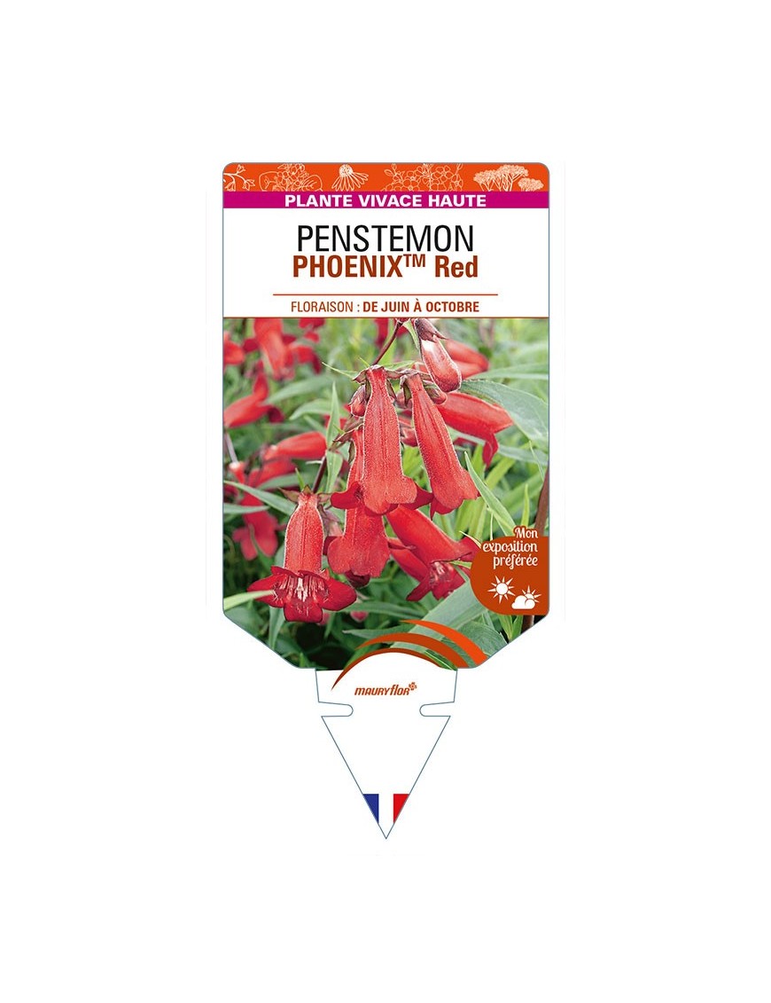 PENSTEMON (hartwegii)  PHOENIXTM Red