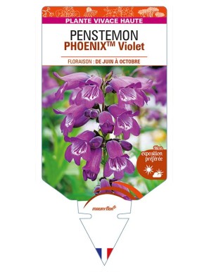 PENSTEMON (hartwegii)  PHOENIXTM Violet