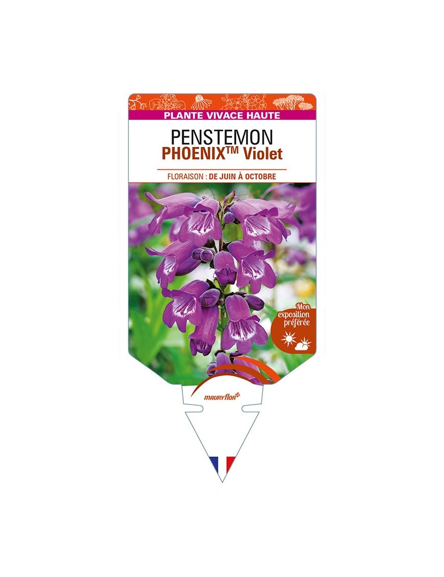 PENSTEMON (hartwegii)  PHOENIXTM Violet