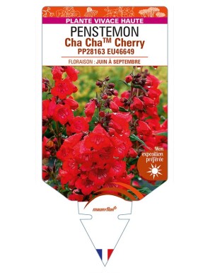 PENSTEMON (x hybrida) Cha ChaTM Cherry