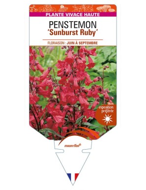 PENSTEMON (x mexicali) 'Sunburst Ruby'