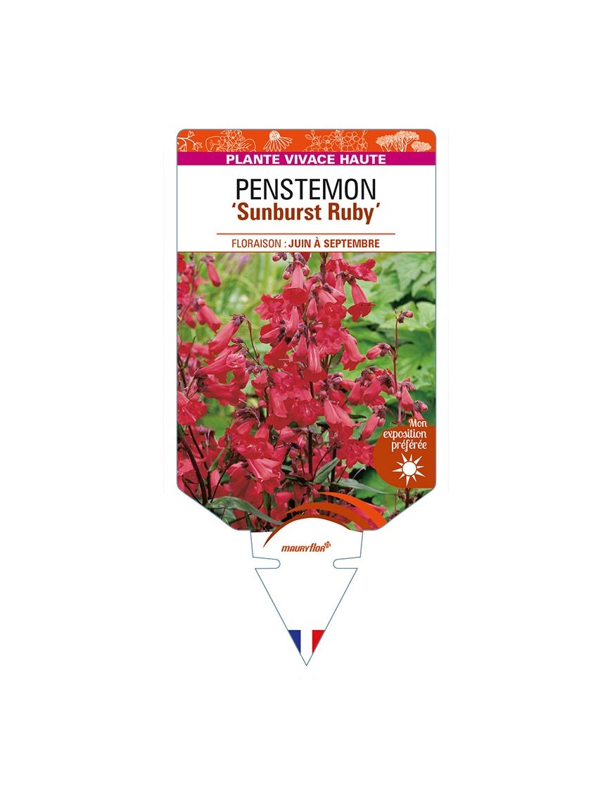 PENSTEMON (x mexicali) 'Sunburst Ruby'