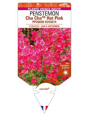 PENSTEMON Cha ChaTM Hot Pink