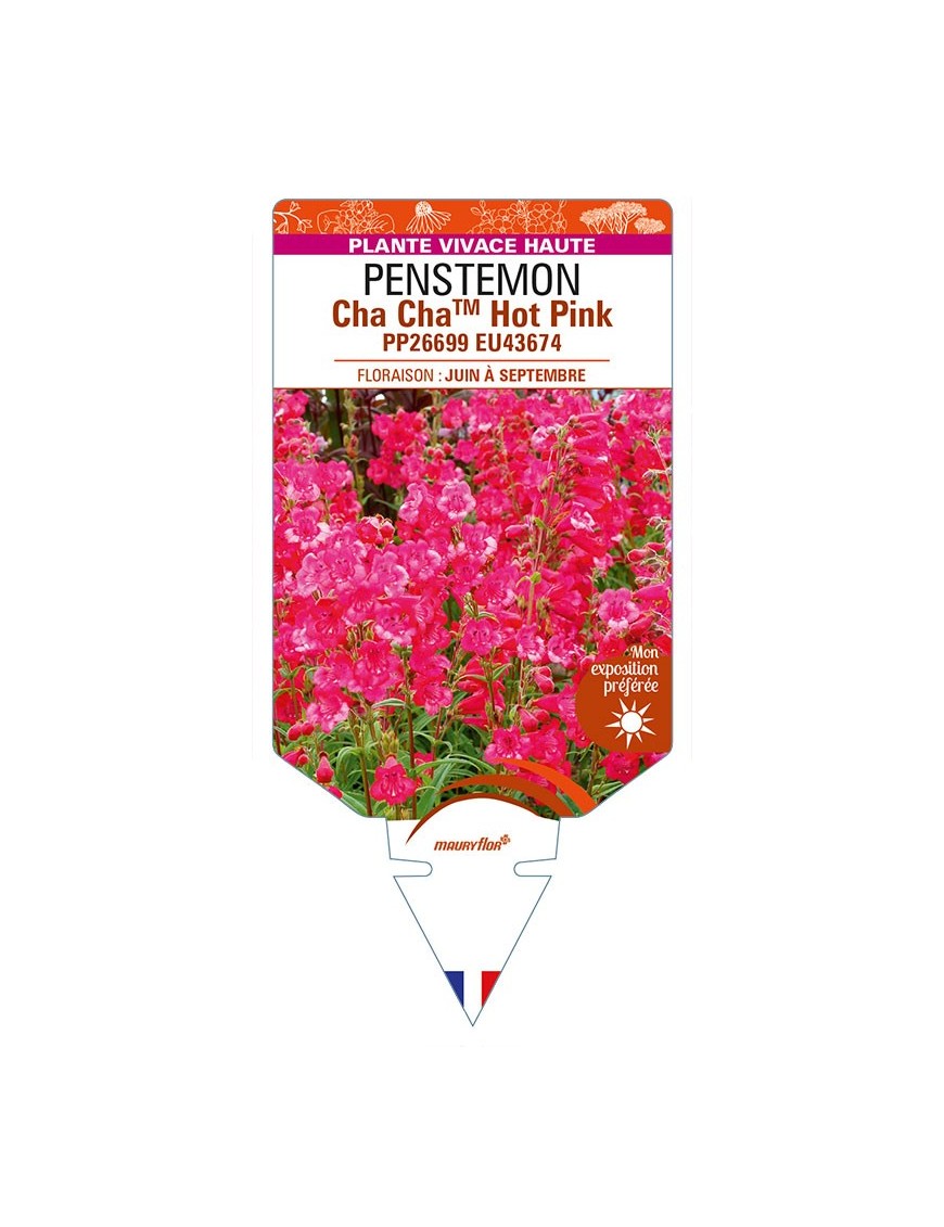 PENSTEMON Cha ChaTM Hot Pink