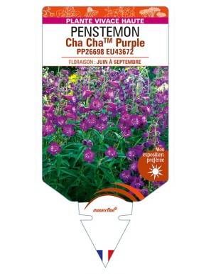 PENSTEMON Cha ChaTM Purple