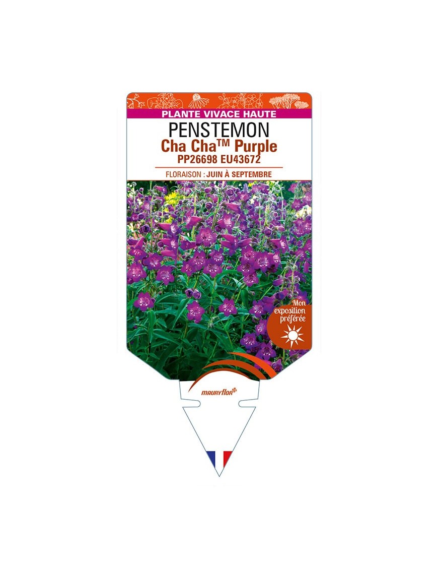 PENSTEMON Cha ChaTM Purple