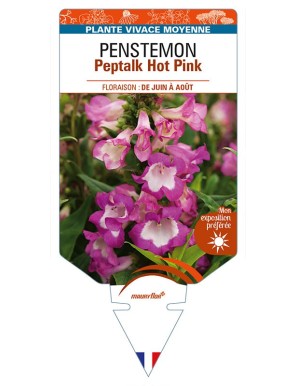 PENSTEMON Peptalk Hot Pink