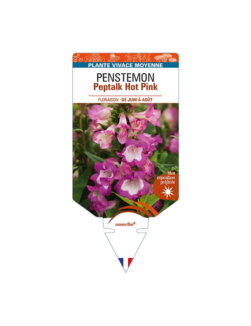 PENSTEMON Peptalk Hot Pink