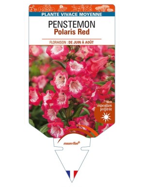 PENSTEMON Polaris Red