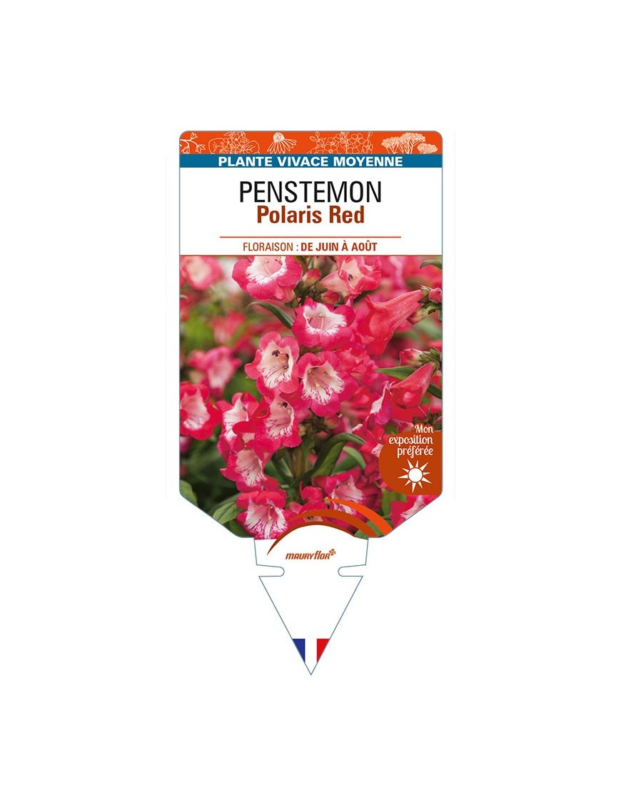 PENSTEMON Polaris Red