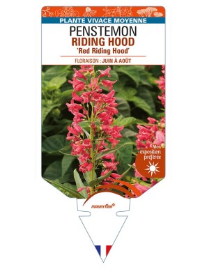 PENSTEMON RIDING HOOD 'Red Riding Hood'