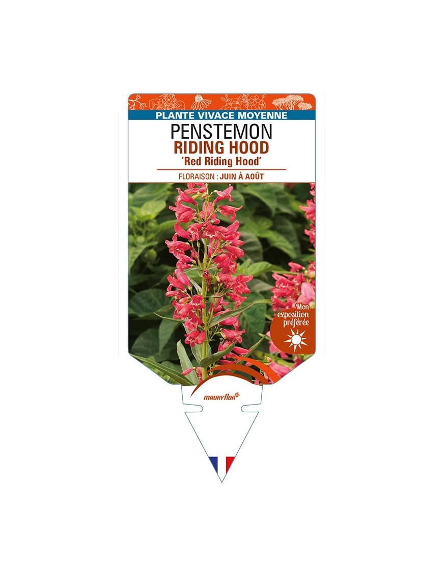 PENSTEMON RIDING HOOD 'Red Riding Hood'