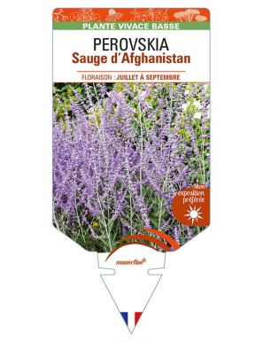 PEROVSKIA (atriplicifolia) voir Sauge d’Afghanistan