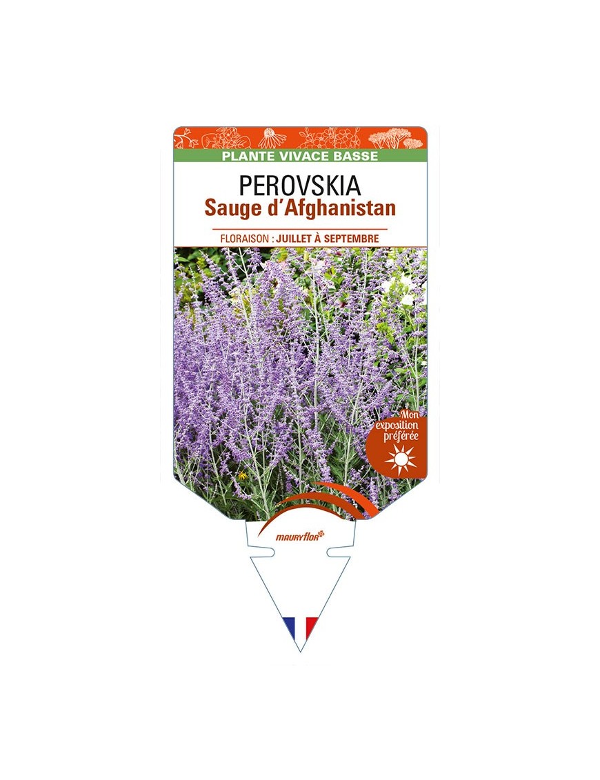 PEROVSKIA (atriplicifolia) voir Sauge d’Afghanistan