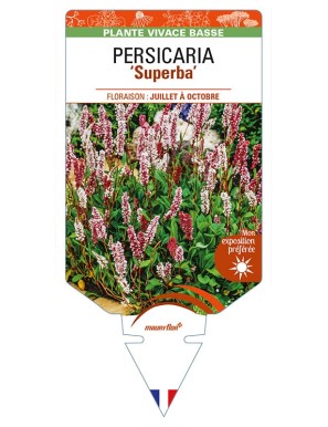 PERSICARIA (affinis) 'Superba'