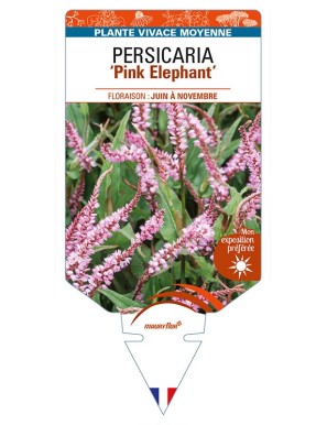 PERSICARIA (amplexicaulis) 'Pink Elephant'