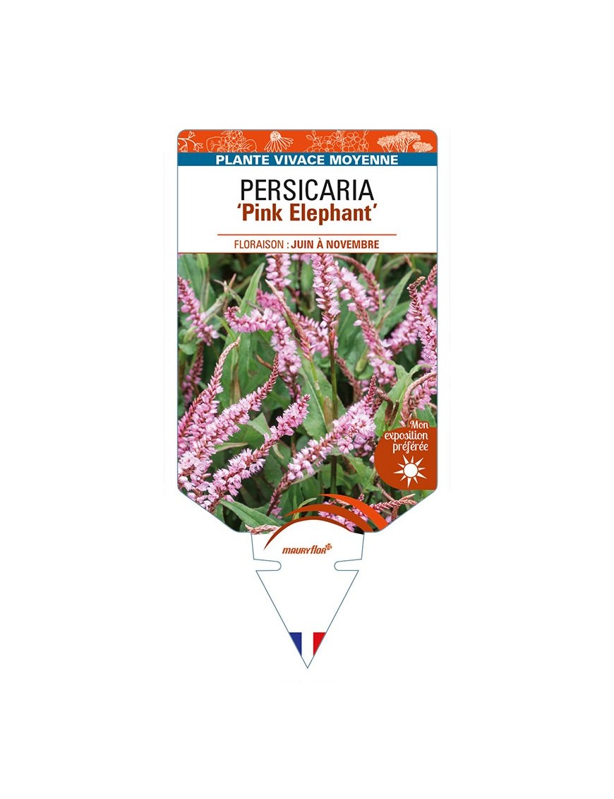 PERSICARIA (amplexicaulis) 'Pink Elephant'