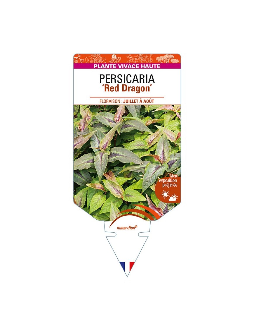 PERSICARIA (microcephala) 'Red Dragon'